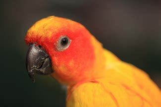 It means that loki quaker parrot and i never have a dull moment in our interactions because he's a unique representation of his species he's very territorial of his enclosure it's the fact that most people that have quaker parrot have come to know. Magnolia Bird Farm recalls several exotic bird formulas ...