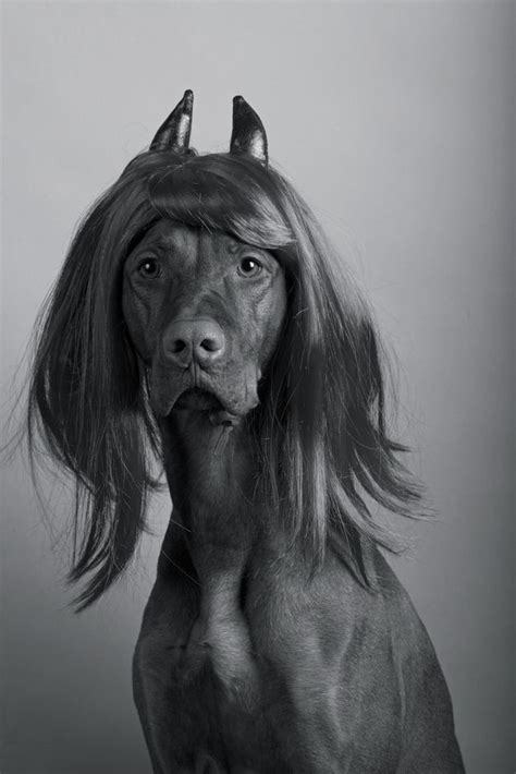 50 Hilarious Dogs In Wigs Dog With Wig Funny Dogs Dogs