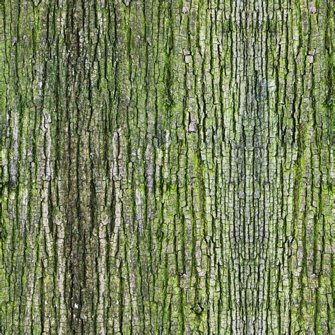 Mossed Tree Bark Unwrapped Wild Textures
