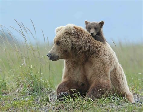 How Bear Y Cute Grizzly Cub Gets A Piggyback From Mum As