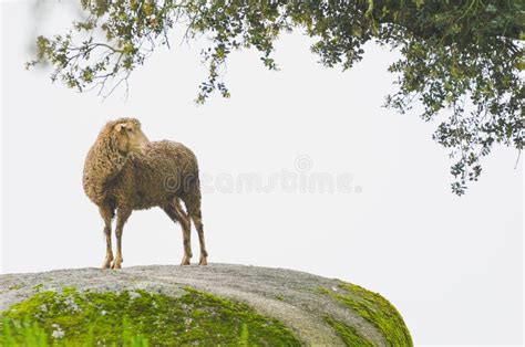 Sheep Climb On Rock Stock Image Image Of Animals Farm 114616465