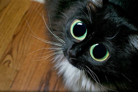 Big Eyed Cat Begging 1 Photograph By Berkehaus Photography Pixels