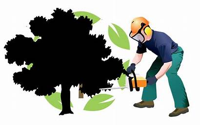 Tree Removal Trimming Service Houston Pruning Graphics