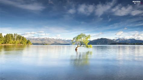 Wanaka Lake South Island New Zeland Trees Beautiful Views