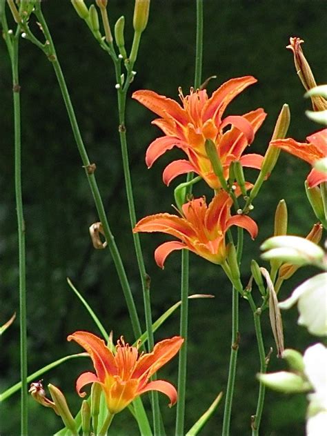 Common Orange Day Lily Flowers Pinterest