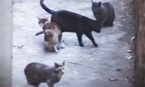 Lockdown Due To Covid 19 Pandemic Has Caused Feral Cats To Overrun A