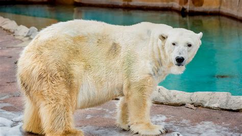 Milwaukee County Zoo Polar Bear Oldest In North America Dies At 36