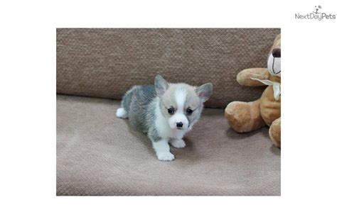 This is the price you can expect to budget for a corgi with papers but without breeding rights nor show quality. Welsh Corgi, Pembroke puppy for sale near Las Vegas ...