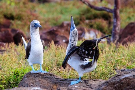 Blue Footed Booby Fact And Information Guide American Oceans