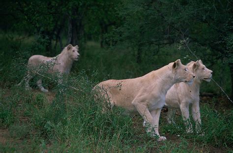White Lioness And Lion
