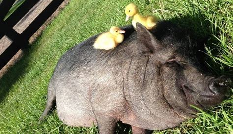 18 Pigs Who Are Too Adorable To Be Real The Dodo