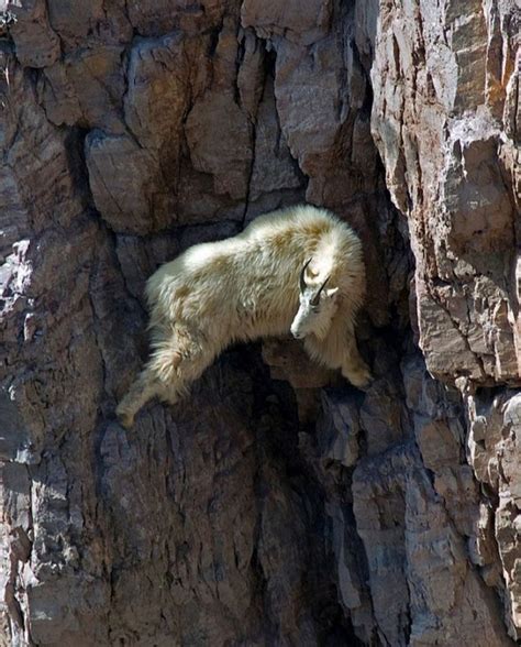 22 Crazy Photos Showing That Mountain Goats Are Ridiculously Brave
