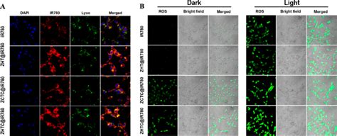 A Clsm Image Of Ct Cells After H Of Co Culture With Ir