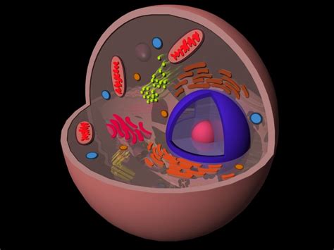 Google search has popped 3d animated objects and ar into people's phones this morning, just in case you're looking for animals. eukaryotic animal cell 3d 3ds