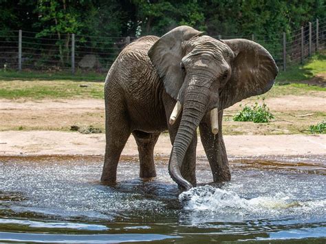 Meet Louie Nc Zoo Welcomes New African Elephant