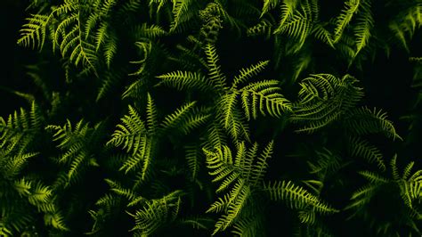 Fern Branches Plant Leaves K K HD Wallpapers HD Wallpapers ID