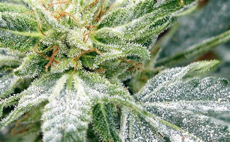 Albino Weed And Other Reasons Behind The White Color Of Your Cannabis