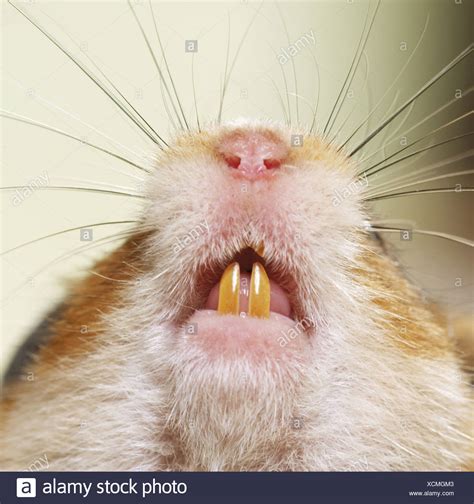 Rodent Teeth High Resolution Stock Photography And Images Alamy
