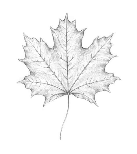 Maple Leaf Drawing Drawing Skill