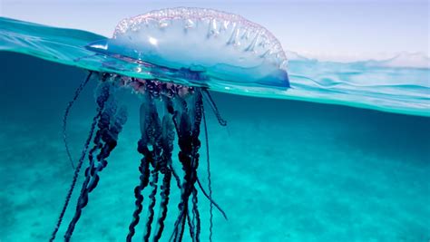 This sail is translucent and tinged blue, purple, pink or mauve. 10 Facts About the Portuguese Man O' War | Mental Floss