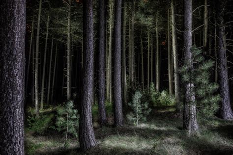 Pine Tree Forest At Night Photograph By Dirk Ercken