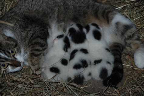 Mother Cat And Newborn Kittens Hurricanemaine Flickr