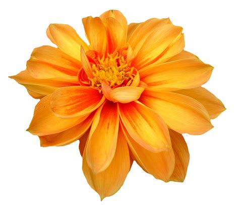 Dahlia Flower Png Image Purepng Free Transparent Cc0 Png Image Library