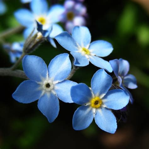 Forget Me Not Some More Little Blue Flowers Hope Everyo Flickr