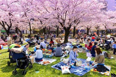 Cherry Blossoms In Japan 2020 When Where With Tips And Photos