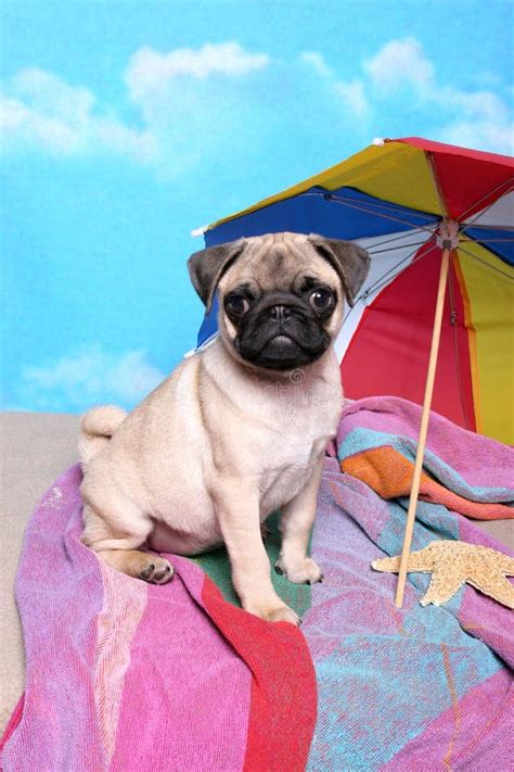 Pug At The Beach Stock Image Image Of Canine Blue Colorful 24161159