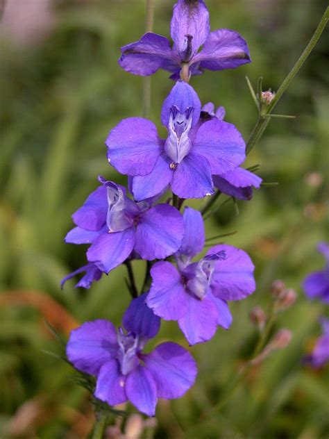 I know it's not a mint because the stem is round, not square but it does run. Growing Larkspur Flowers - Information On When To Plant ...