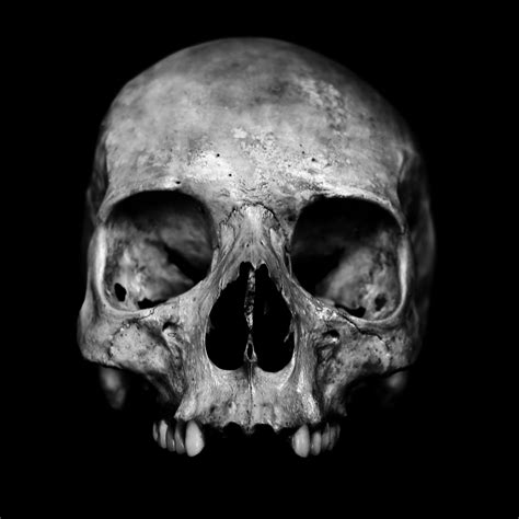 So, the human skull consists of 23 bones. Human skull on black background. | Skull, Skull reference ...