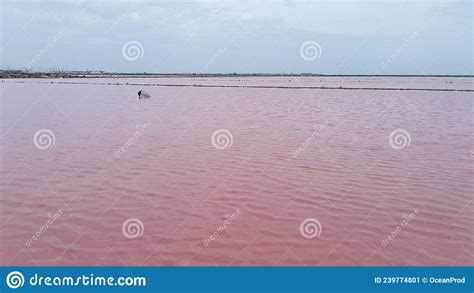 Gruissan Pink Dew Sea Water By Sea Salt In Aude France Saline Saint