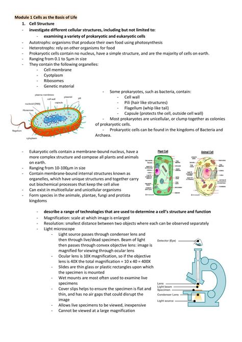 Preliminary Biology Hsc Notes Biology Year 11 Hsc Thinkswap