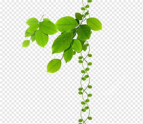 Green Leaves Watercolor Leaves Leaf Branch Png Pngwing