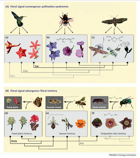 Figure 1 From Pollinator Mediated Evolution Of Floral Signals