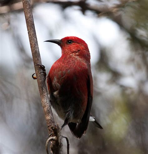 ‘apapane Kauai Forest Bird Recovery Project