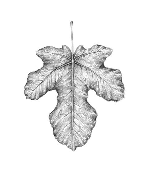 The second leaf is an easy one to draw. How to Draw a Leaf Step by Step