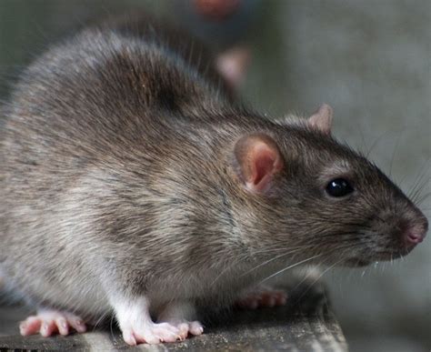 Poison is a very unpleasant way to die, bringing on death through internal hemorrhaging. Learning to Get Rid of Rat Infestation Quickly and Effectively