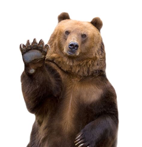 Grizzly Bear Png - PNG Image Collection png image