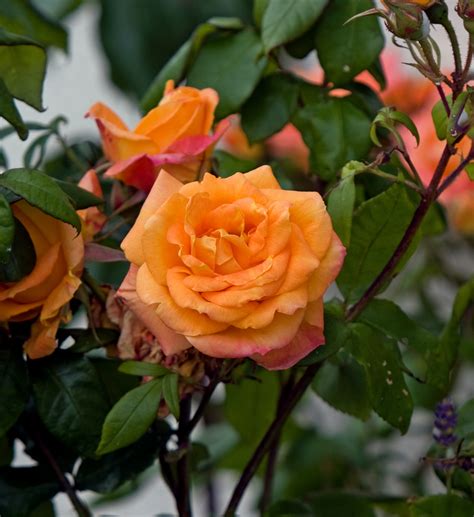Rose Flower Orange Free Stock Photo Public Domain Pictures