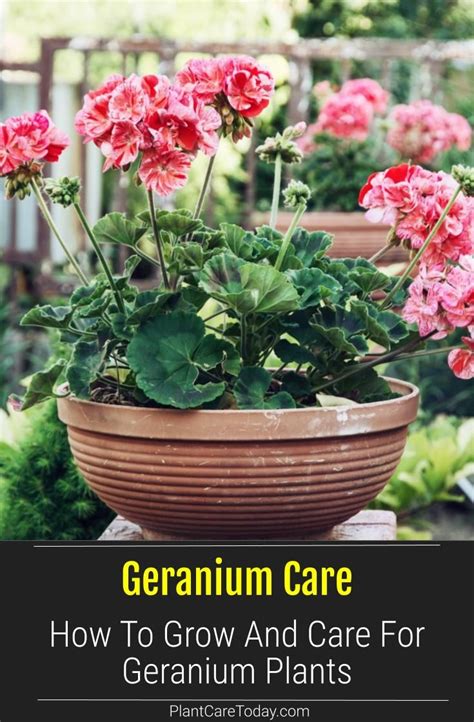 Geranium Care How To Grow And Care For Geranium Plants Geranium