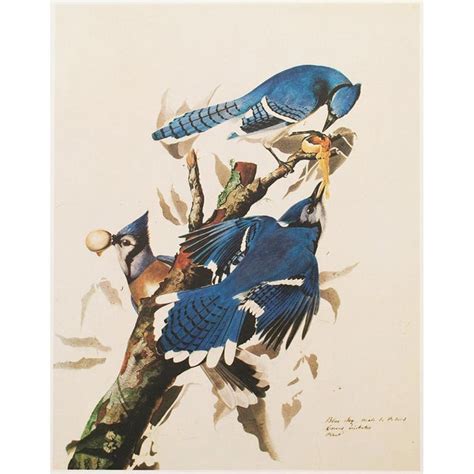 1966 John James Audubon Blue Jay Cottage Vintage Print Chairish