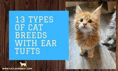 Types Of Cat Breeds With Ear Tufts With Pictures