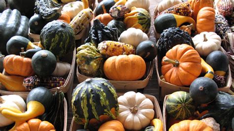 A Complete Ranking Of Edible Gourds And How To Eat Them