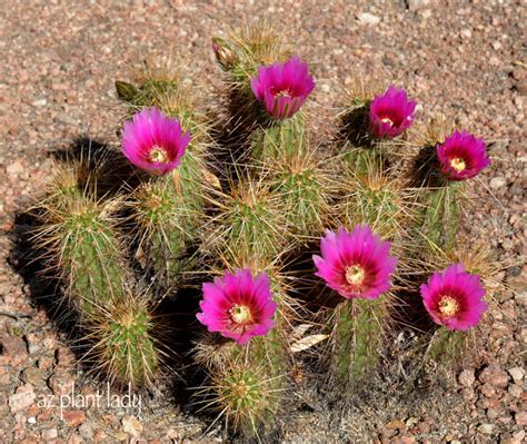 Cactus Flowers Color The Desert Landscape