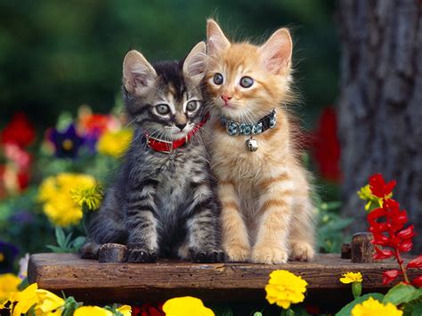 Kitten Wallpaper (1024x768) - Cats Wallpaper (12251034) - Fanpop