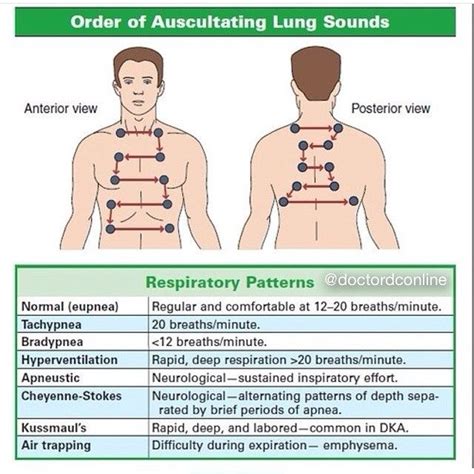 Orders Of Auscultating Lungs Sound And Different Respiratory Patterns