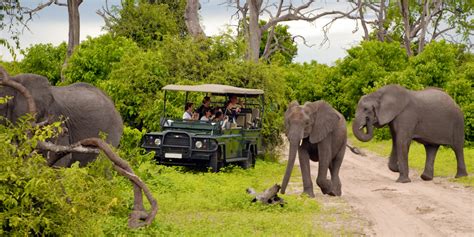 Why Pursue A Job As A Safari Guide Safari Lodge School