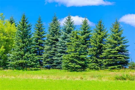 250494 Beautiful Pine Trees Stock Photos Free And Royalty Free Stock